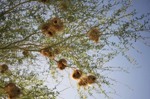 Eine Flache Aufnahme Von Webervogelnestern Auf Einem Baum Südafrika — Stockfoto