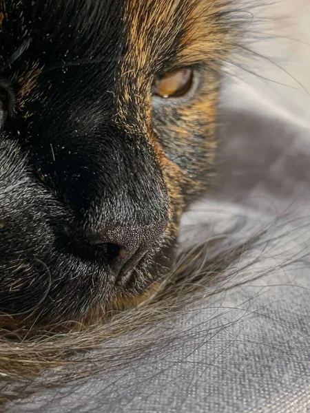 Eine Nahaufnahme Einer Niedlichen Schildkrötenpanzerkatze Mit Einem Neugierigen Blick — Stockfoto