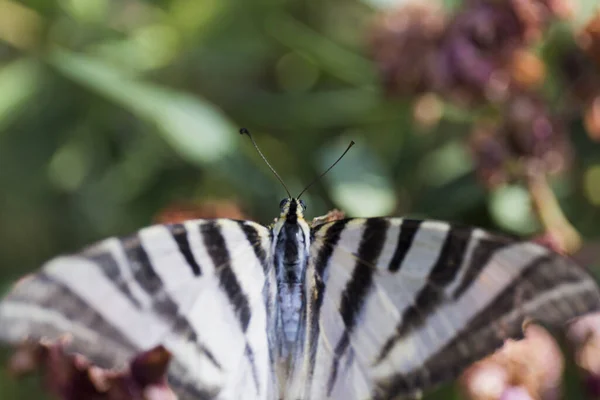 Gros Plan Tête Papillon Les Ailes Sont Noires Blanches Avec — Photo