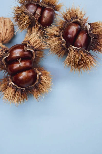 Vertical Closeup Shot Sweet Chestnut Shell Nuts Blue Background — Stock Photo, Image