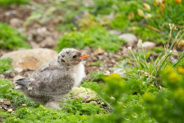 Detailní Záběr Arktického Rybníka Sterna Paradisaea Ostrovech Farne Anglii — Stock fotografie