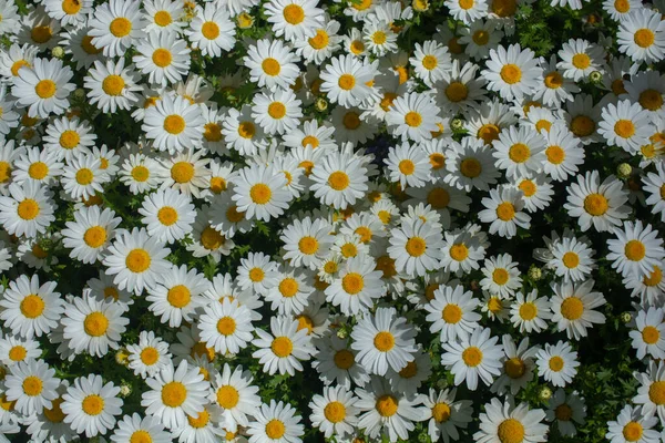 Översiktsbild Blommande Prästkragar Trädgården — Stockfoto