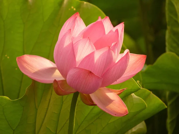 Eine Nahaufnahme Eines Blühenden Lotus Sonnenlicht — Stockfoto