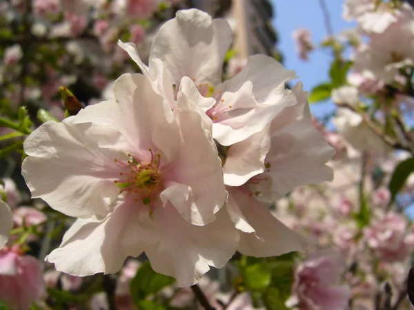 桜のリンゴの木の魅惑的なショット — ストック写真