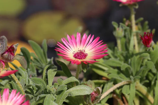 Een Closeup Shot Van Een Prachtige Cactus Plant Van Het — Stockfoto