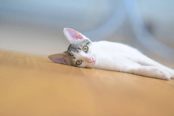 Closeup Shot Adorable Little Domestic Cat Lying Couch — Stock Photo, Image