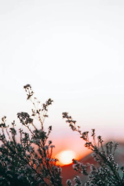 Красивый Снимок Растения Фоне Оранжевого Заката — стоковое фото