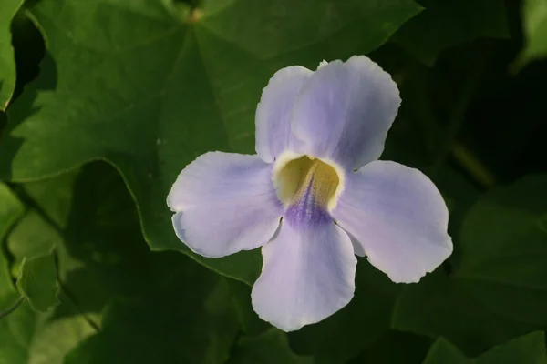 一只雪松白花的特写镜头 — 图库照片