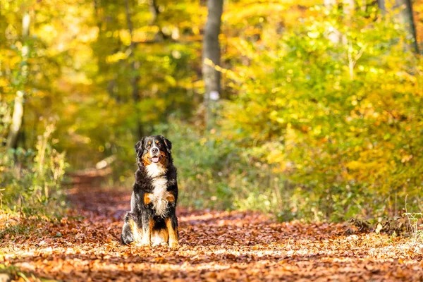 Een Closeup Van Een Lieve Berner Berg Hond Binnen Herfst — Stockfoto