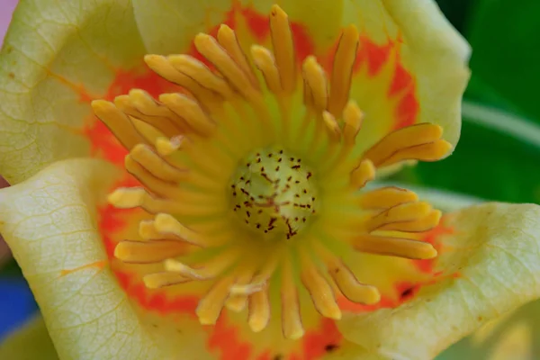Primer Plano Flor Tulipán Amarillo — Foto de Stock