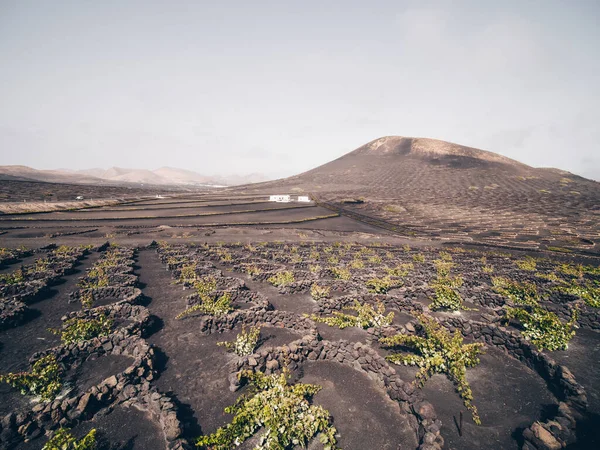 Nagy Látószögű Lövés Szőlőültetvények Lanzarote Kanári Szigetek Spanyolország — Stock Fotó