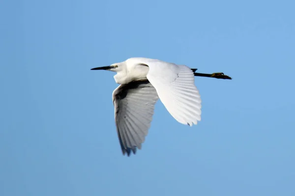 Ein Weißer Reiher Fliegt Auf Blauem Himmel Hintergrund — Stockfoto