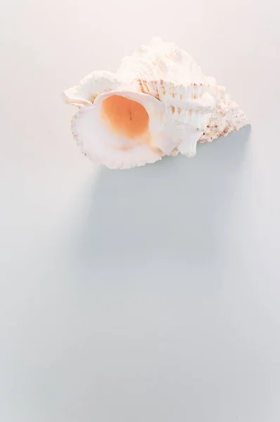 Vertical Shot Beautiful Seashell White Surface — Stock Photo, Image