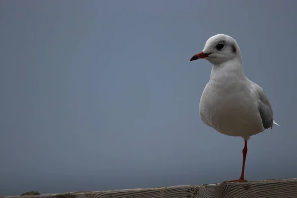 Managed Take Picture One Legged Hartlaub Gull Youngster Standing Alone — Stock Photo, Image