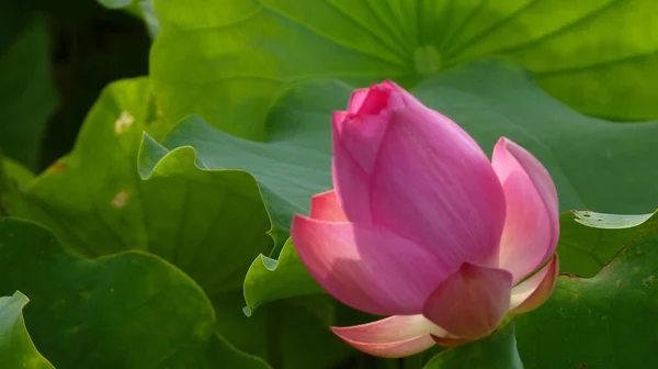 Une Mise Point Sélective Beau Lotus Rose Entouré Verdure — Photo