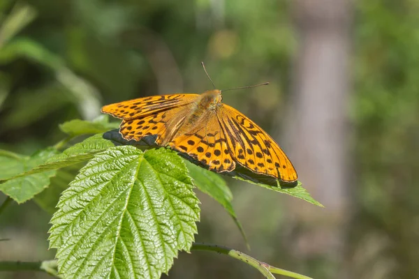 Primer Plano Una Mariposa Naranja Sobre Hojas Verdes —  Fotos de Stock