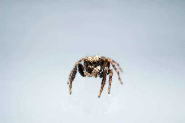 Brown Spider Isolated White Background — Stock Photo, Image