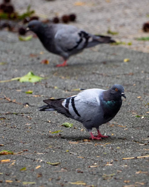 Enfoque Selectivo Una Paloma Posada Suelo — Foto de Stock