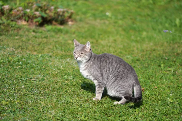 Gros Plan Adorable Chat Gris Pelucheux Assis Sur Champ Herbeux — Photo