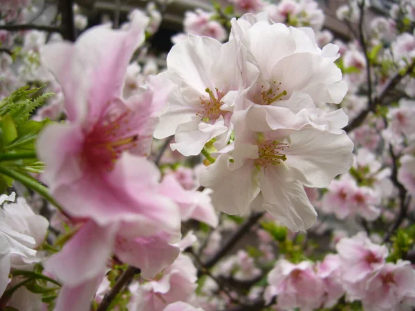 Een Selectieve Focus Shot Van Witte Roze Kersenbloesems Tuin — Stockfoto