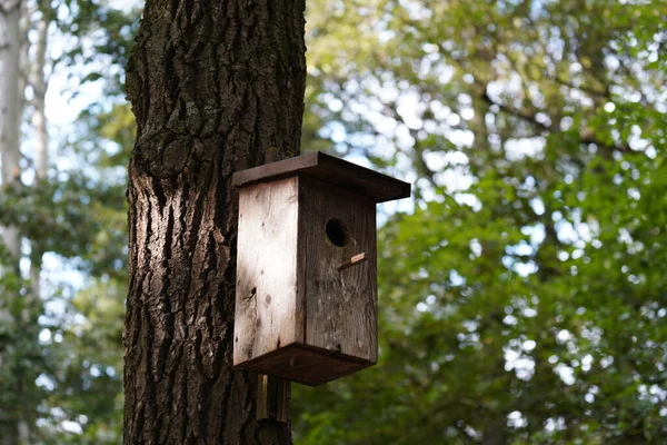 木の幹の上の木造の鳥小屋の閉鎖ショット — ストック写真