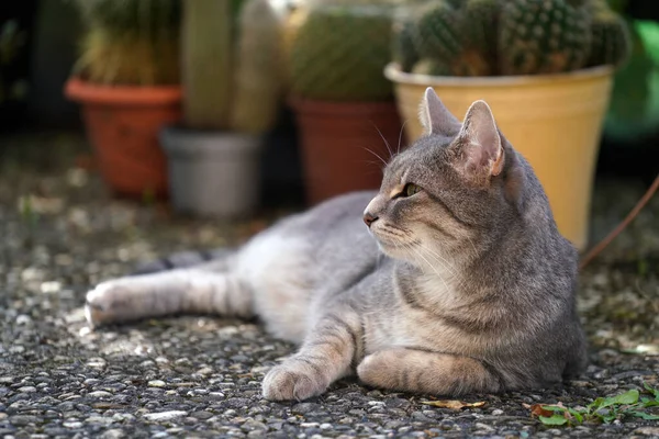 Primo Piano Adorabile Gatto Sdraiato Sul Cortile — Foto Stock