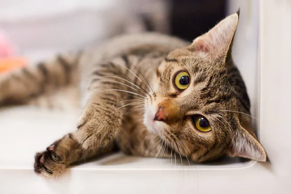 Şirin Bir Kedinin Yakın Plan Fotoğrafı — Stok fotoğraf