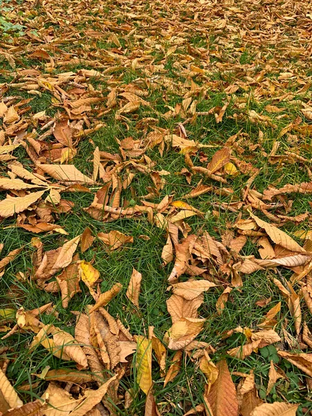 Foglie Autunno Marrone Erba Verde — Foto Stock