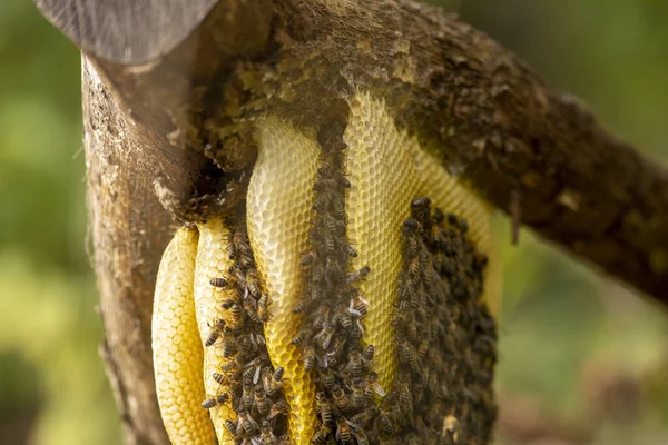 Thick Cut Branch Top Colony Wild Apis Mellifera Carnica Western — Stock Photo, Image