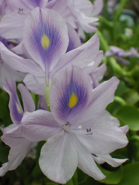 Selective Focus Shot Common Water Hyacinth — Stock Photo, Image