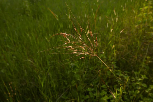 Primer Plano Una Planta Silvestre Campo — Foto de Stock