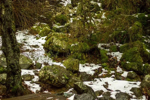 Closeup Shot Snowy Plants Ground — Stock Photo, Image