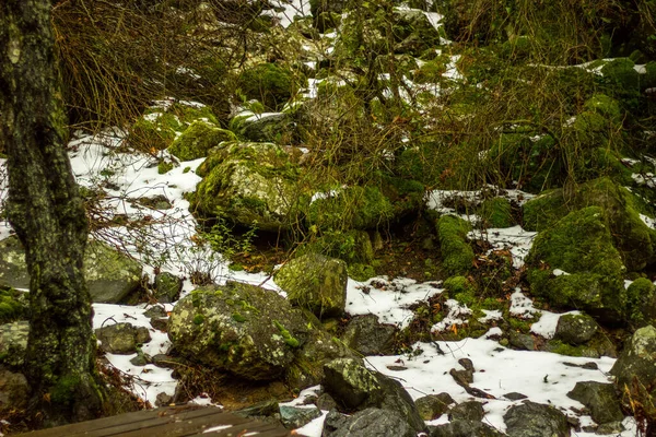 Primer Plano Plantas Nevadas Tierra — Foto de Stock