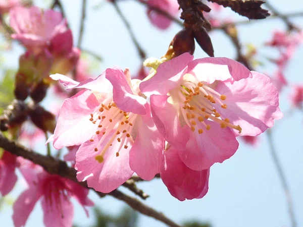 분홍빛 가지를 클로즈업 — 스톡 사진