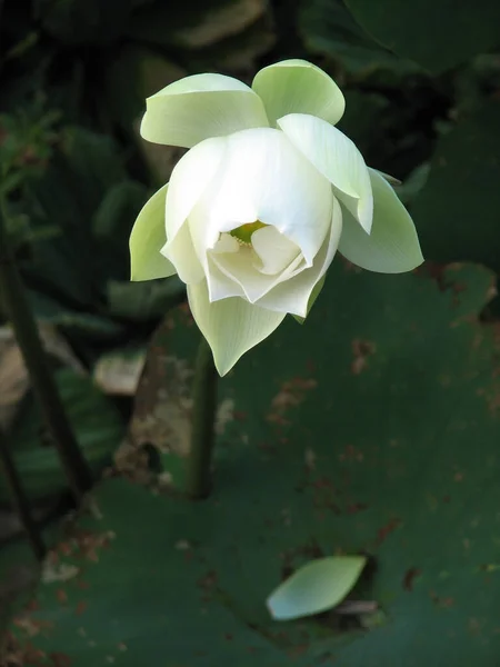 Tiro Vertical Flor Lótus Branco — Fotografia de Stock