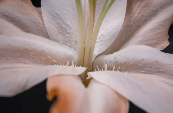 Una Macro Toma Flor Lirio Naranja — Foto de Stock