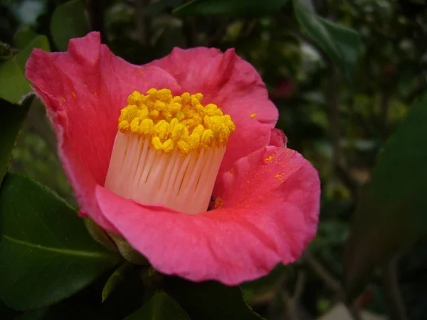 Zbliżenie Strzał Różowej Kamelii Róża Kwiat — Zdjęcie stockowe