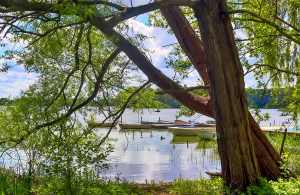 Gros Plan Arbres Sur Baie Lac — Photo