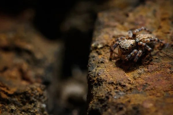 Eine Großaufnahme Einer Spinne Die Auf Einer Braunen Oberfläche Kriecht — Stockfoto