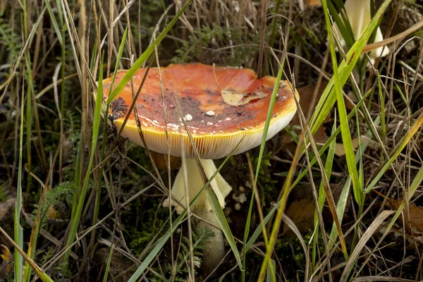 Champignon Agarique Blanc Tacheté Forme Calice Avec Capuchon Orange Branchies — Photo