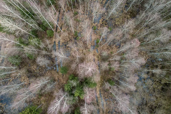 Uma Vista Aérea Uma Floresta Densa Com Árvores Outono Nuas — Fotografia de Stock