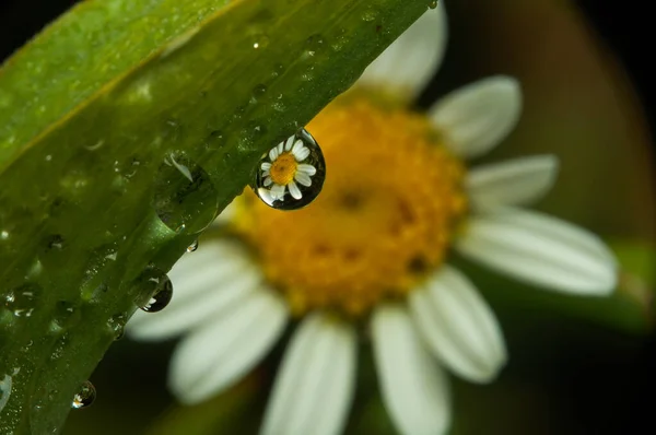 Primer Plano Una Linda Flor Bajo Luz Del Sol —  Fotos de Stock