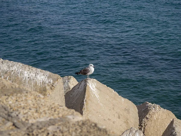 Une Mouette Blanche Sur Les Rochers Brise Ondes Littoral — Photo