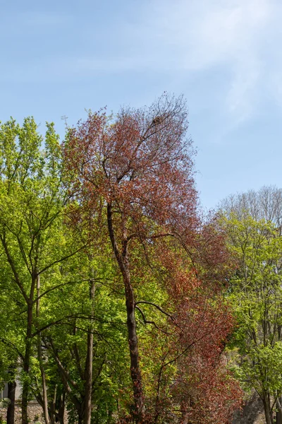 Een Verticaal Schot Van Hoge Rode Groene Bomen — Stockfoto