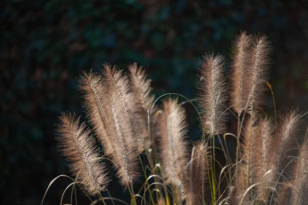 Details Fountain Grasses Sunshine Backlight — Stock Photo, Image