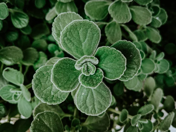 Ένα Κοντινό Πλάνο Πράσινα Φυτά Έναν Κήπο Καλυμμένο Δροσοσταλίδες — Φωτογραφία Αρχείου