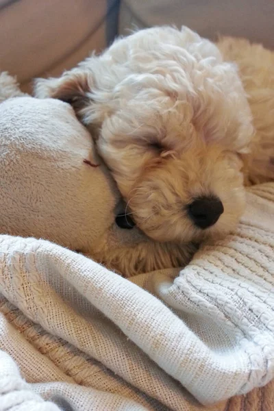 Vertical Closeup Shot Adorable Sleeping Poodle Puppy — Stock Photo, Image