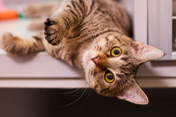Eine Nahaufnahme Einer Süßen Katze — Stockfoto