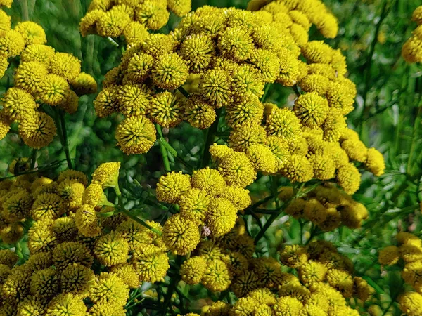 Primo Piano Bellissimi Fiori Tanaceto Comuni Sfondo Sfocato — Foto Stock