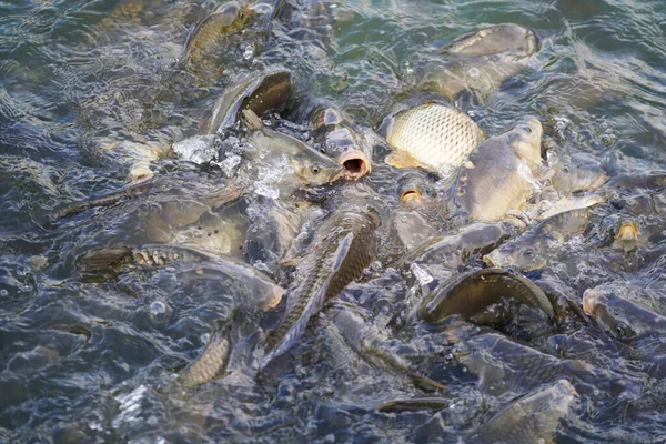 池の表面の魚の群れ — ストック写真